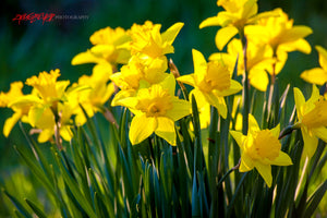Daffodils. ©2010 Steve Ziegelmeyer