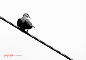 Mourning Dove on wire. ©2016 Steve Ziegelmeyer