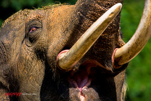 Elephant stampede. ©2016 Steve Ziegelmeyer