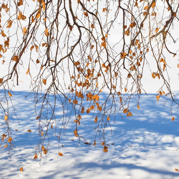 European Weeping Birch in snow. ©2013 Steve Ziegelmeyer