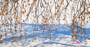 European Weeping Birch in snow. ©2013 Steve Ziegelmeyer