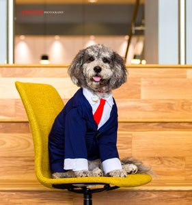 Banker dog. First Financial Bank. ©2019 Steve Ziegelmeyer