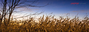 Fall cornfield. ©2009 Steve Ziegelmeyer