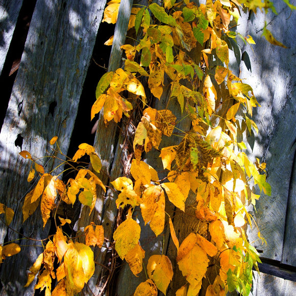 Fall ivy on the barn. ©2009 Steve Ziegelmeyer
