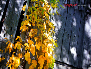 Fall ivy on the barn. ©2009 Steve Ziegelmeyer