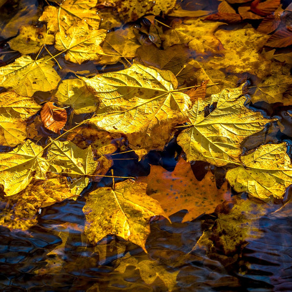 Fall leaves in water. ©2016 Steve Ziegelmeyer