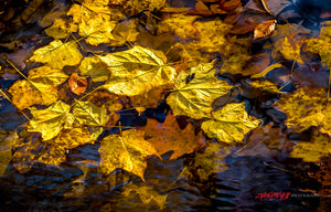 Fall leaves in water. ©2016 Steve Ziegelmeyer
