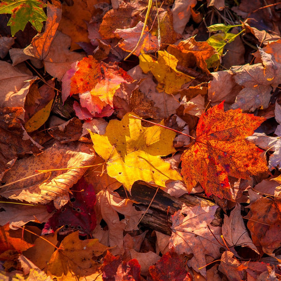 Fall leaves. ©2015 Steve Ziegelmeyer