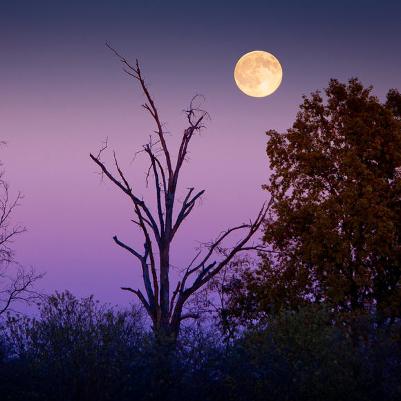 Fall moon over the trees. ©2010 Steve Ziegelmeyer