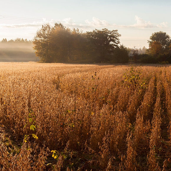 Fall soybean field ©2014 Steve Ziegelmeyer