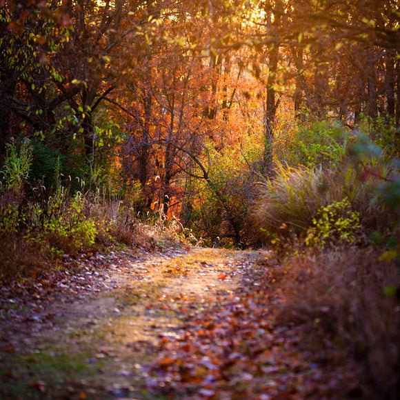 Fall trail. ©2010 Steve Ziegelmeyer