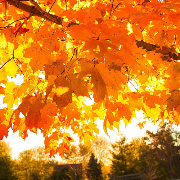 Sugar Maple in fall. ©2010 Steve Ziegelmeyer