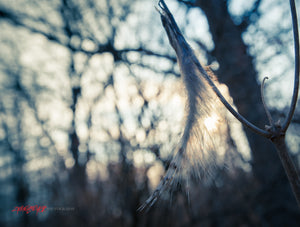 Feather in the wind. ©2011 Steve Ziegelmeyer