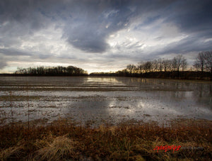 Flooded field. ©2008 Steve Ziegelmeyer