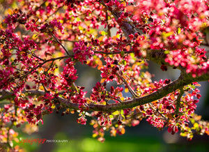 Flowering Crabapple tree. ©2020 Steve Ziegelmeyer