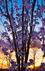 Flowering Plum tree. ©2010 Steve Ziegelmeyer