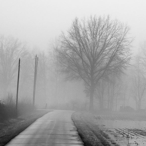 Trees in fog. ©2019 Steve Ziegelmeyer