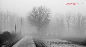 Trees in fog. ©2019 Steve Ziegelmeyer