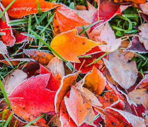 Frosty fall leaves. ©2009 Steve Ziegelmeyer