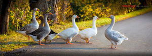 Geese crossing a country road. ©2011 Steve Ziegelmeyer