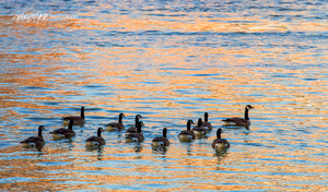 Canada Geese on the river. ©2016 Steve Ziegelmeyer