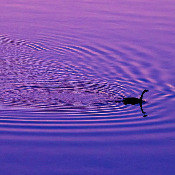 Goose making ripples in the twilight. ©2022 Steve Ziegelmeyer