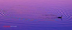 Goose making ripples in the twilight. ©2022 Steve Ziegelmeyer