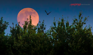 Grapefruit moon behind the trees. ©2013 Steve Ziegelmeyer