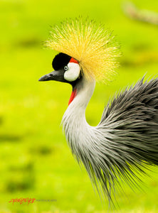 Grey Crowned Crane. ©2021 Steve Ziegelmeyer