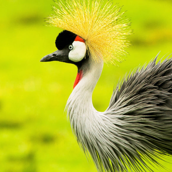 Grey Crowned Crane. ©2021 Steve Ziegelmeyer
