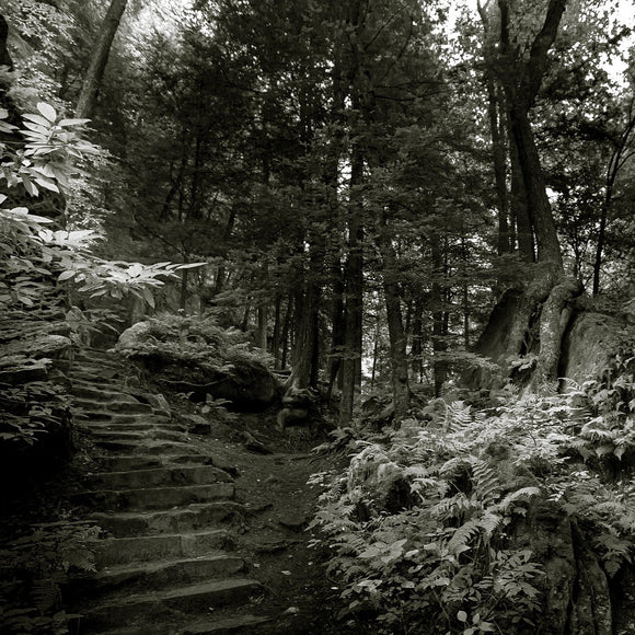 Trail in the woods. Hocking Hills, Ohio. ©2012 Steve Ziegelmeyer