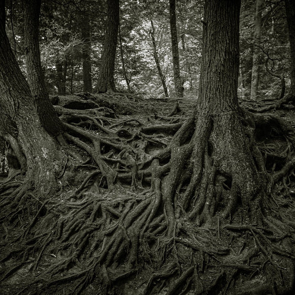 Tree roots. ©2012 Steve Ziegelmeyer