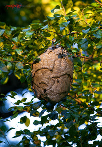 Hornets nest. ©2015 Steve Ziegelmeyer
