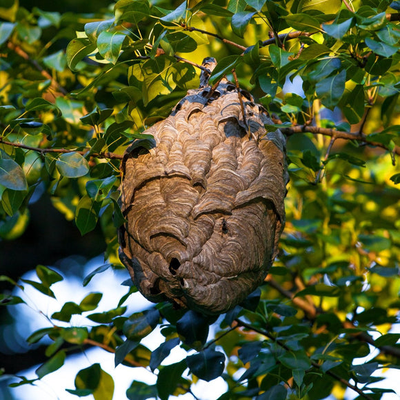 Hornets nest. ©2015 Steve Ziegelmeyer