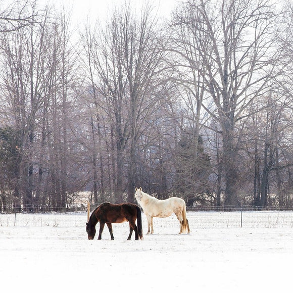 Horses in the snow. ©2015 Steve Ziegelmeyer