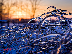 Ice covered weeds at sunset. ©2008 Steve Ziegelmeyer