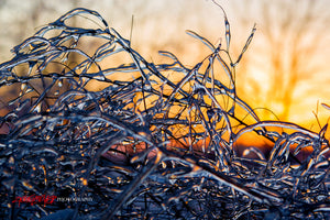 Ice covered weeds at sunset. ©2008 Steve Ziegelmeyer