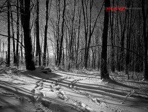 Snowy woods. ©2008 Steve Ziegelmeyer