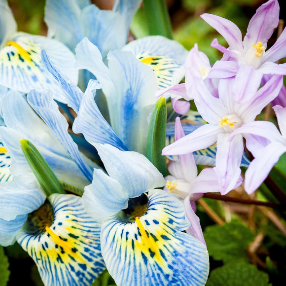 Irises. ©2010 Steve Ziegelmeyer