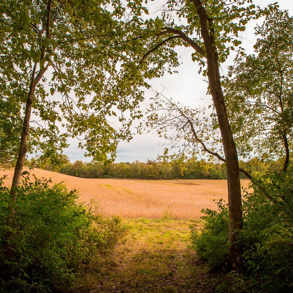 Soybean field through the trees. ©2018 Steve Ziegelmeyer