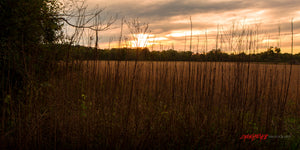 Sunset on Fall soybean field. ©2018 Steve Ziegelmeyer