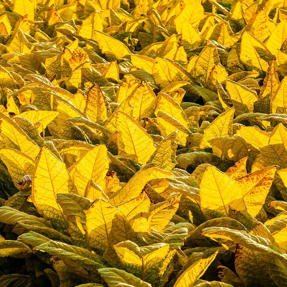 Kentucky tobacco. ©2014 Steve Ziegelmeyer