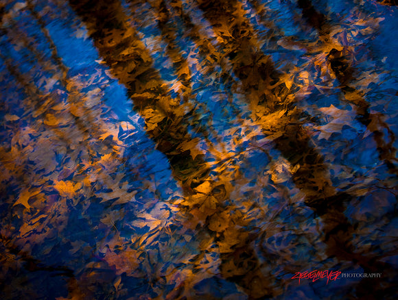 Underwater leaves. ©2011 Steve Ziegelmeyer