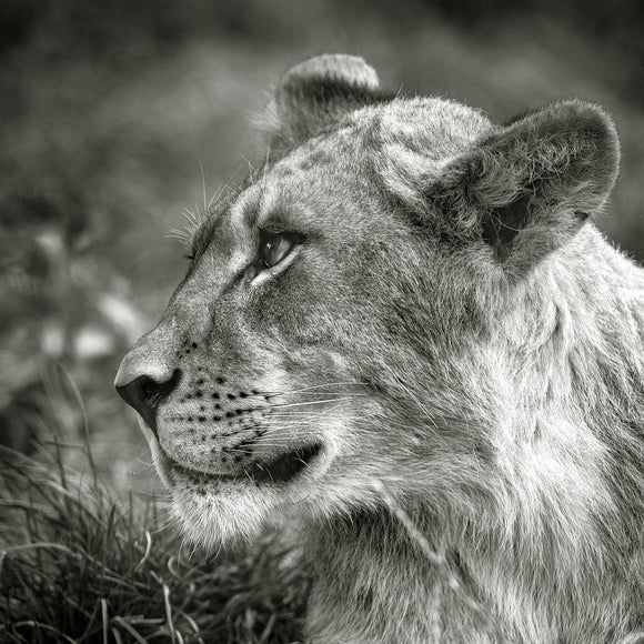 Lioness. ©2016 Steve Ziegelmeyer