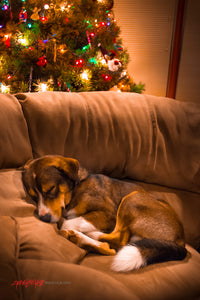 Lucky sleeping under the Christmas tree. ©2012 Steve Ziegelmeyer