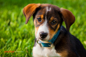 Siberian Retriever puppy. ©2012 Steve Ziegelmeyer