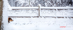 Siberian Retriever peeking behind tree in the snow. ©2014 Steve Ziegelmeyer