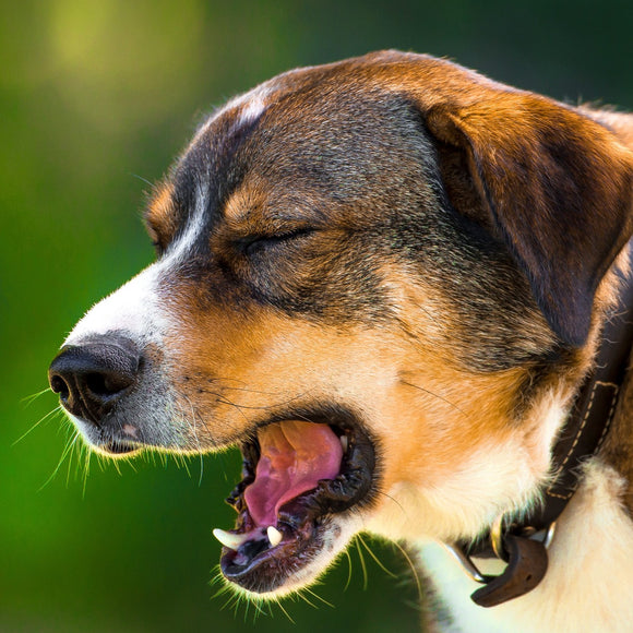 Dog yawning. ©2016 Steve Ziegelmeyer