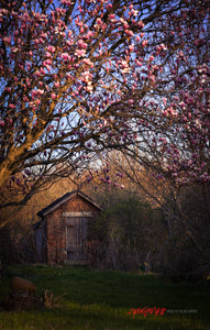 Saucer Magnolia tree and smokehouse. ©2010 Steve Ziegelmeyer