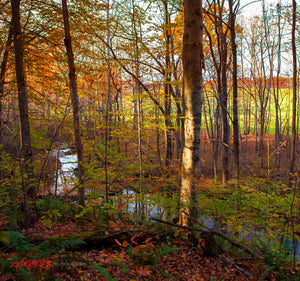 Fall woods. ©2015 Steve Ziegelmeyer